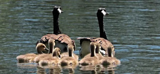 aile ve çocuklar