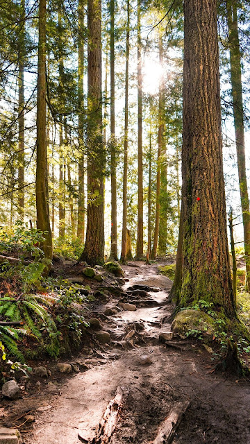 Trees, Pine, Stones, Forest, Path