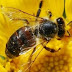 Χιλιάδες μέλισσες βρήκαν το θάνατο όταν...