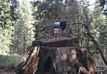 Giant Stumps
