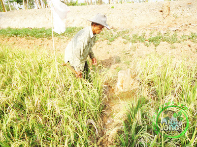  FOTO 7 : Pompanisasi Tanaman Padi TRISAKTI di Lahan Gogorancah 