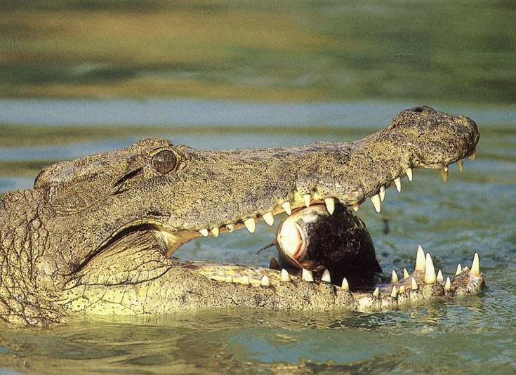 Nile Crocodile  The Biggest Animals Kingdom