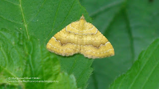 Camptogramma bilineata DSC85012