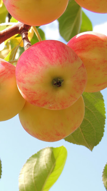 Fruit, Apples, Branch, Leaves