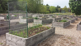the Franklin Community Garden is starting to show green