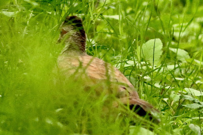 '"Red Spurfowl, resident ,sheltering in tall grass."