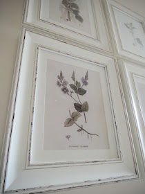 Botanical Wildflower Prints