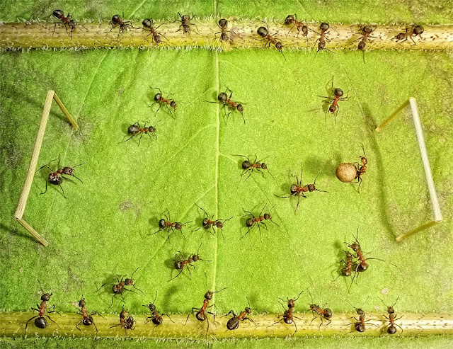 Photographer Andrey Pavlov create amazingly cool photographs using ants in the series Ant Tales, ant tales, the fantasy world of ants, Andrey Pavlov, ant pictures