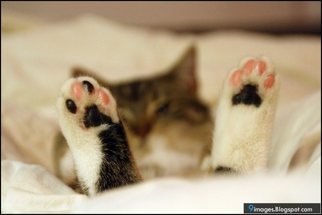 Funny Cute Cat Paws Picture
