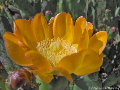 flor de Opuntia elata