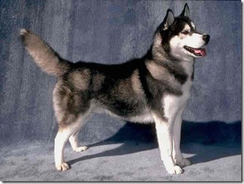 siberian-husky-12