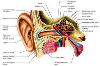 telinga berdenging
