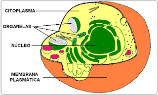 esquema de una célula eucariota