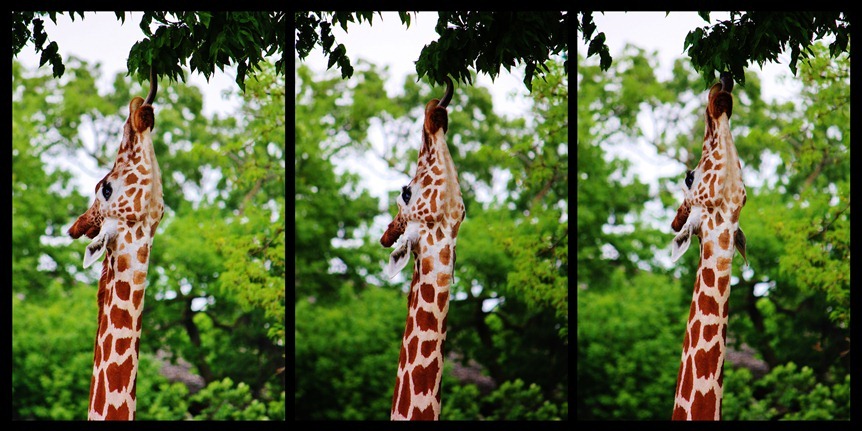 Giraffe Triptyc