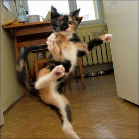 funny animal pictures, karate cat