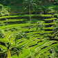 Discovering 10 Best Rice Terraces in Bali You Should Visit