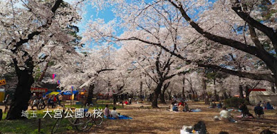 [埼玉] 大宮公園の桜が予想以上だった！