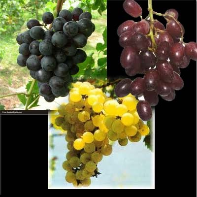 Anggur Info Nutrisi dan Manfaat Anggur Gambar Hidup Anggur Info Nutrisi dan Manfaat Anggur Gambar Hidup