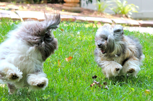 Rocco and Nicky Havanese