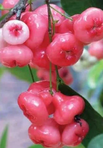 জামরুল