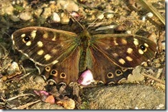 Speckled Wood