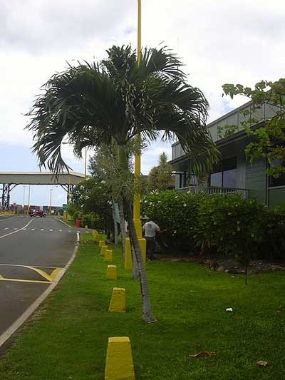 Palm Landscaping Ideas