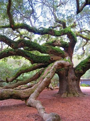 Angel Oak - The Fairytale Tree Seen On www.coolpicturegallery.net