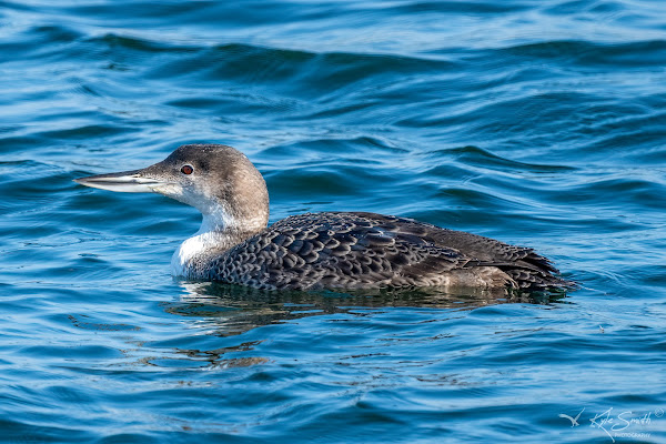 Great northern diver