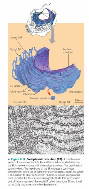 retikulum endoplasma