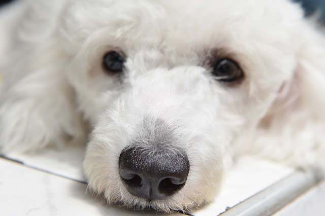 Everything you need to know about punishment in dog training, as this sad little white dog looks on