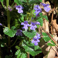 Glechoma hederacea or ground ivy