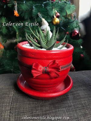 Haworthia en macetero navideño