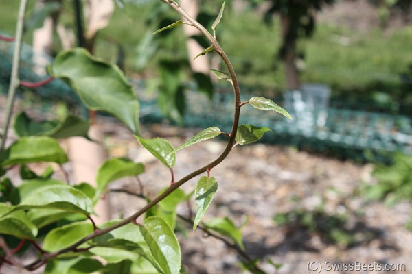 Hardy Kiwi Vine