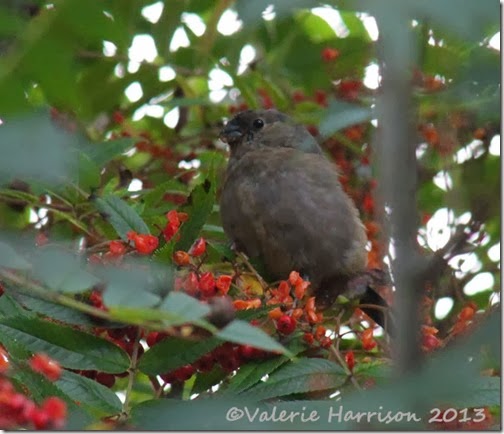 18-bullfinch