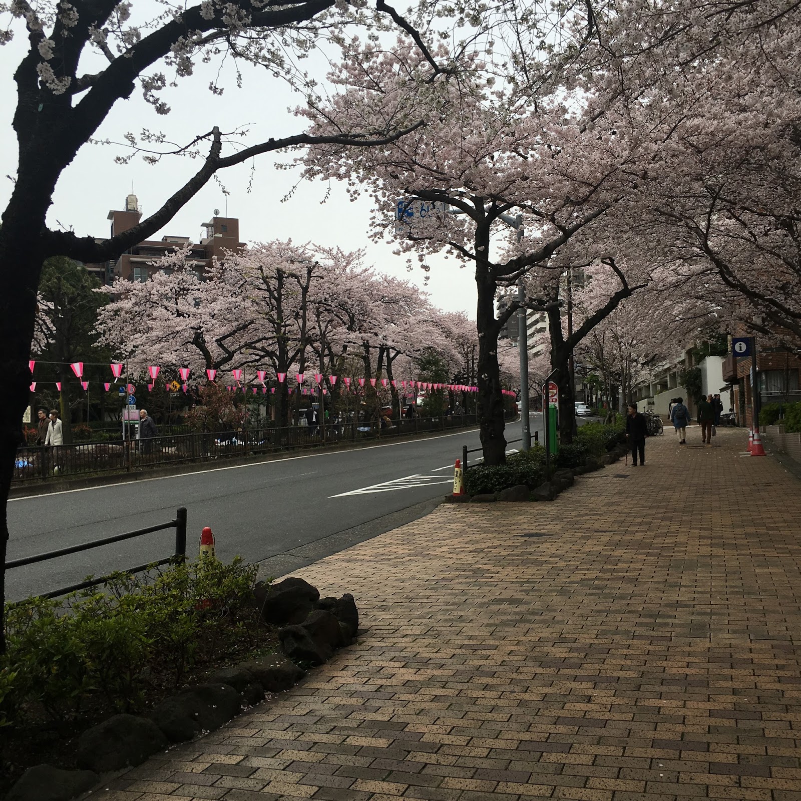 Ekrea Staff Blog 茗荷谷 クッキーと桜めぐり