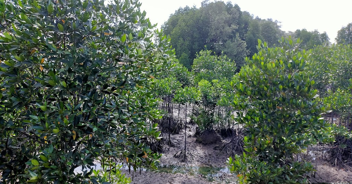 kepentingan hutan paya bakau