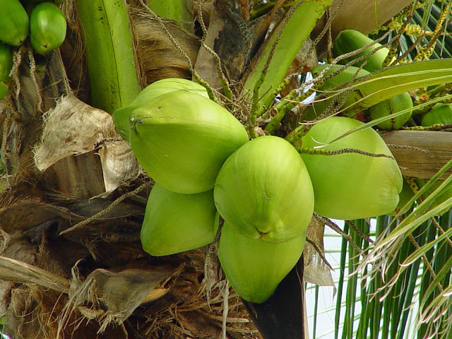 Pohon Dan Buah Kelapa Muda