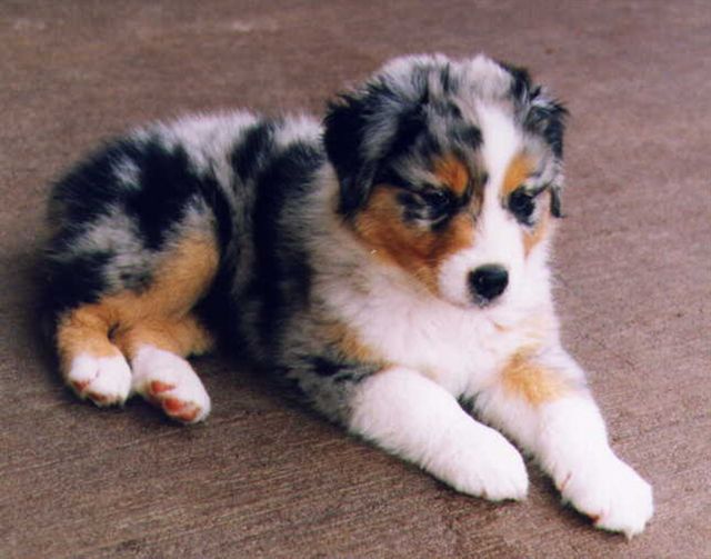 Australian Shepherd Puppies