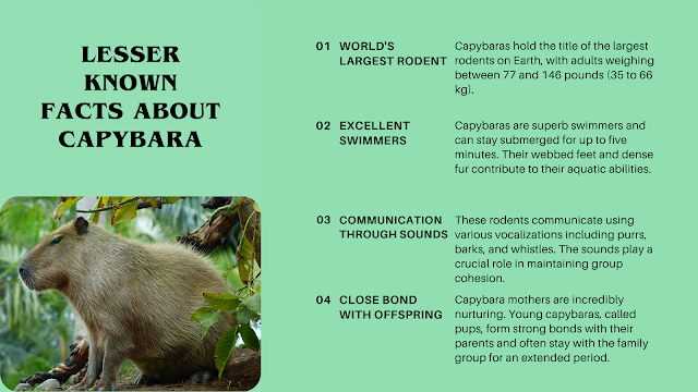 interesting facts about capybara