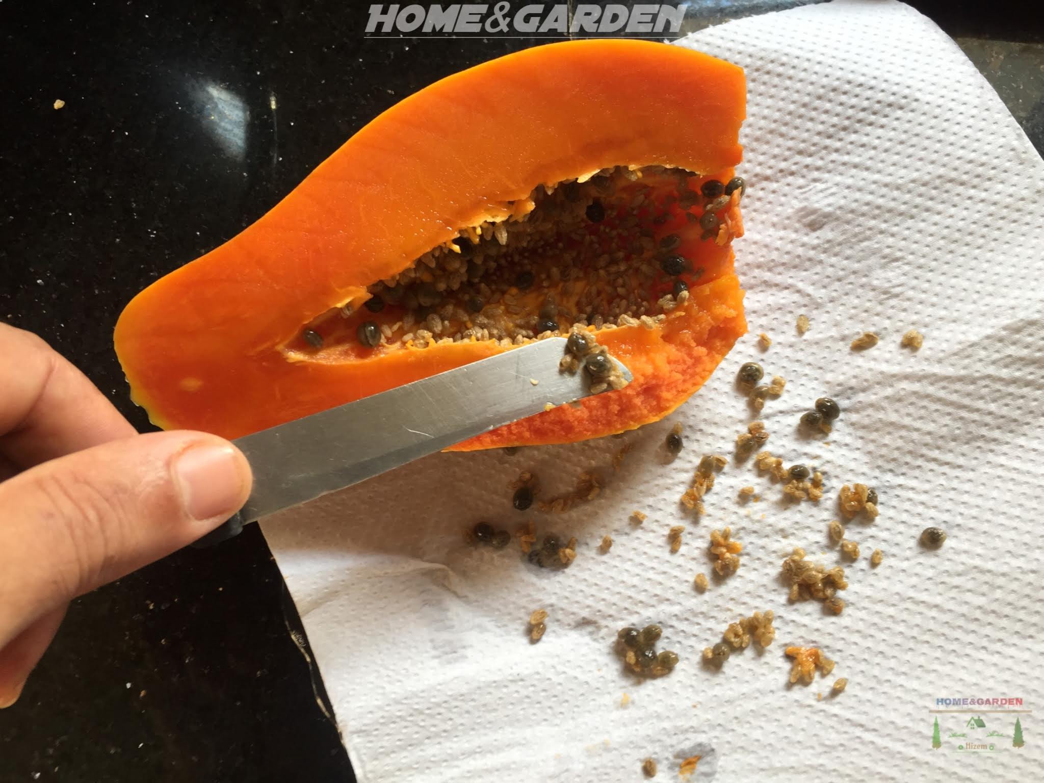 You can cut the papaya in half and scrape out the seeds