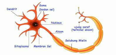 Pengertian Struktur Sel Saraf  dan Bagian bagian Neuron 