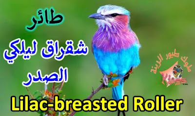 كل ما تود معرفتة عن طائر شقراق ليلكي الصدر ( أرجواني الصدر )