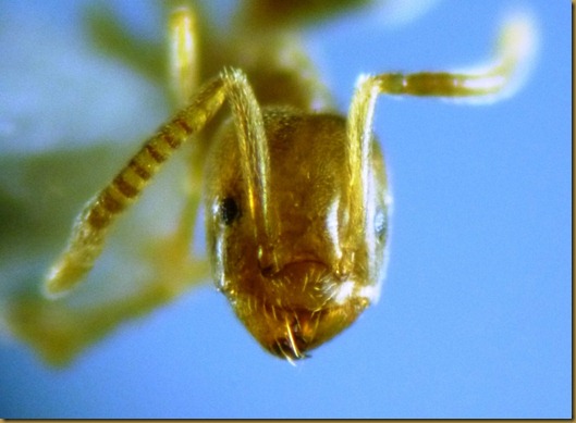 Bothriomyrmex hispanicus