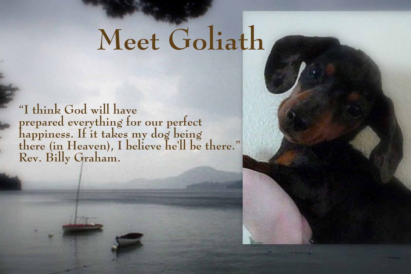 Meet Goliath