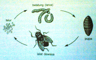 Pertumbuhan dan Perkembangan Pada Hewan