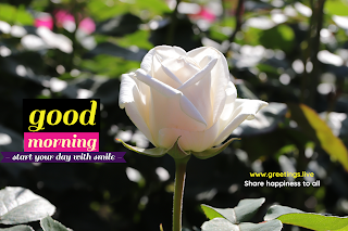 Smile morning wishes with white flowers image