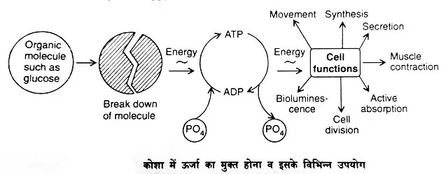 कोशिका में ऊर्जा तथा इलेक्ट्रॉन वाहक  (Energy and Electron Carriers in the Cell)|hindi
