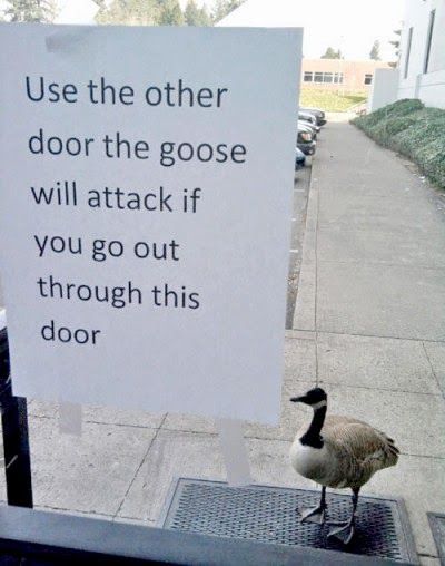 http://www.funnysigns.net/goose-will-attack/