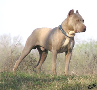 Raças de cachorros