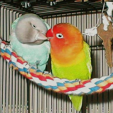 wallpaper of love birds. makeup Royalty Free Lovebirds